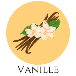 Icon einer Vanilleblüte mit Vanilleschoten – Gewürzkarte Hinweis auf Vanille.