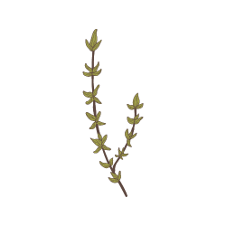 Thymian Icon