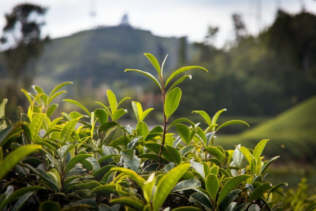 Eine hügelige Teeplantage im Hintergrund mit einer Teepflanze im Vordergrund.