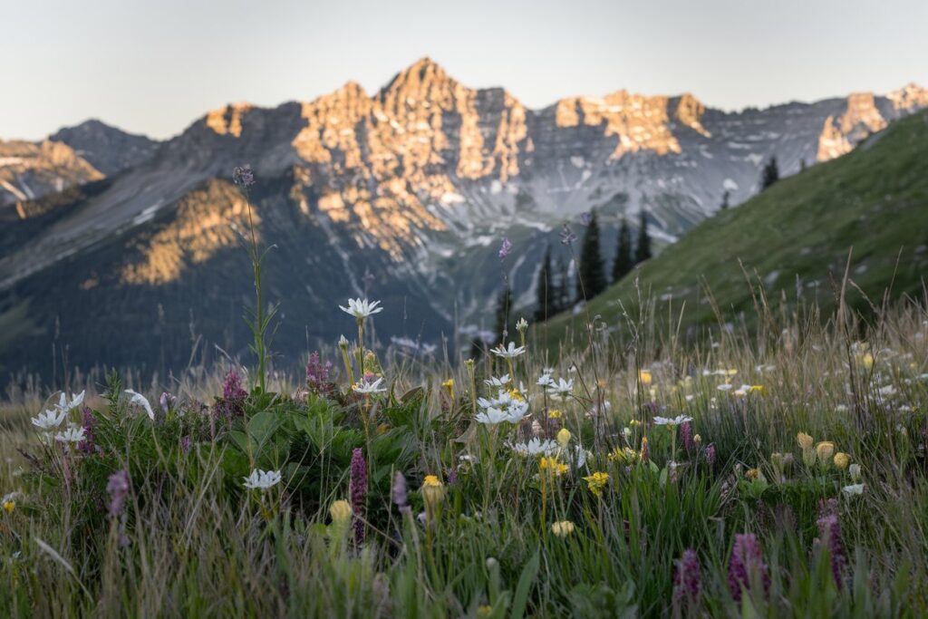 Alpenblumen in einer hochalpinen Schweizer Landschaft mit dramatischen Felsgipfeln im Hintergrund.